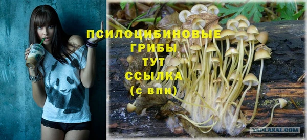 стаф Богданович