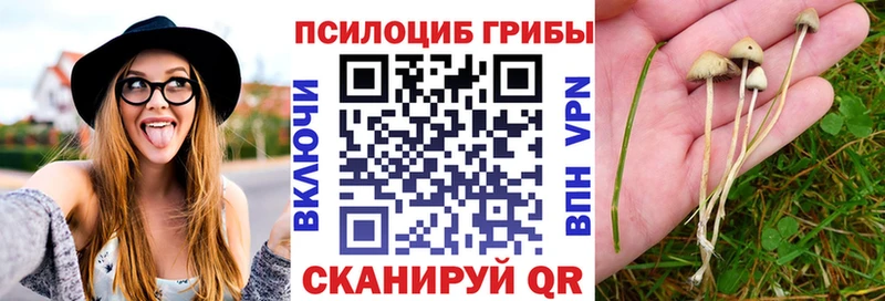 закладка  Томск  Псилоцибиновые грибы GOLDEN TEACHER 